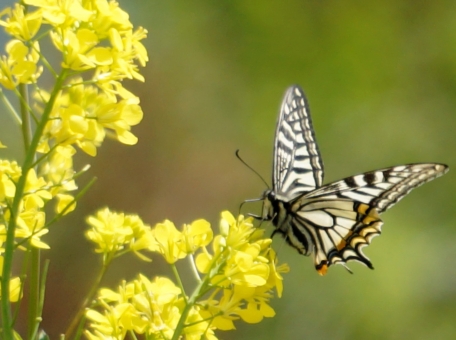 アゲハ蝶は蛹になる前の時期に移動する 蛹が羽化するのはいつ