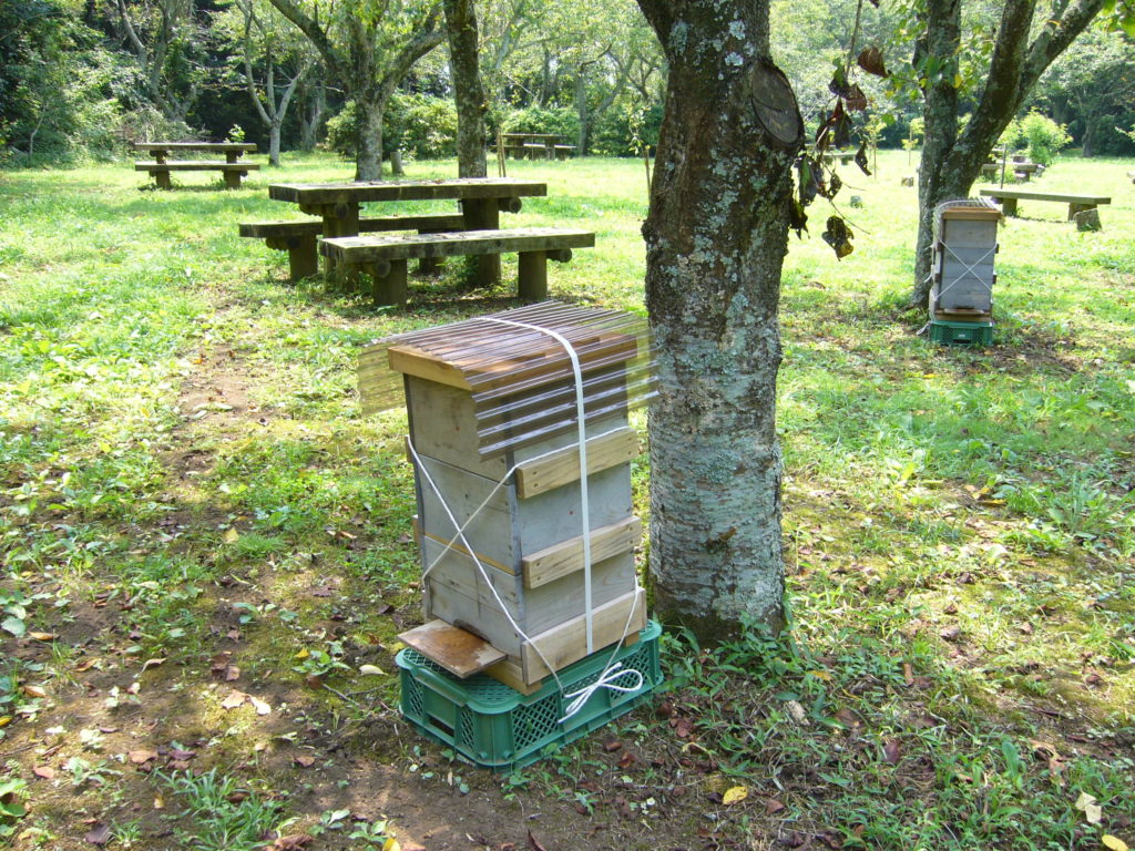 ４．日本ミツバチの捕獲方法
